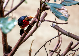 Bearded Barbet (Lybius dubius) in East Africa