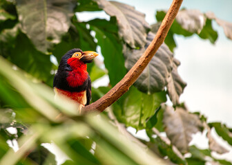Bearded Barbet (Lybius dubius) in East Africa