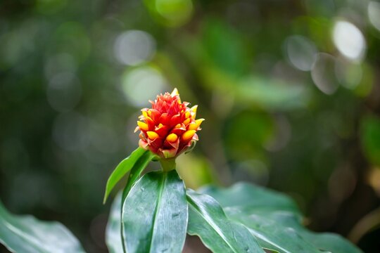 The spiral ginger Costus montanus in a rainforest