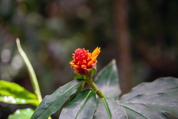 The spiral ginger Costus montanus in a rainforest