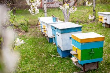 Colorful beehives on the apiary in springtime.