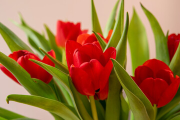 Czerwone tulipany, Red tulips