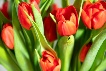 Czerwone tulipany, Red tulips - obrazy, fototapety, plakaty