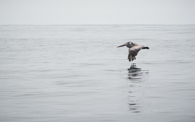 Pelican California