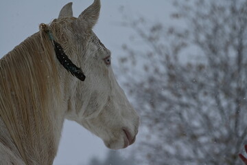 Fifty shades of white. Weißes Pferd mit blauen Augen frei und wild im Schneesturm