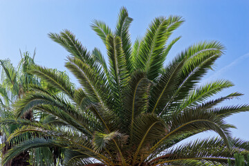 Treetop of Canary Island date palm against clear blue sky, Phoenix canariensis - 739535256