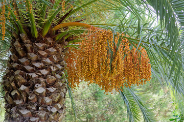 Fruits, bunches of dates hanging on Canary Island date palm, phoenix canariensis - 739535284