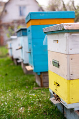 Beehives in the garden with blooming cherry trees in spring