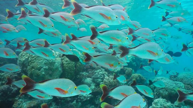 School of fish underwater in a coral reef in the Pacific ocean (humpback red snapper fish), natural scene, French Polynesia