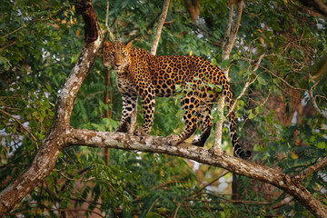 Leopard - Panthera pardus, big spotted yellow cat in the tree in India or Africa, genus Panthera cat family Felidae, sunset portrait on the tree standing on the branch