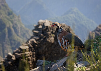 Red-legged partridge -Alectoris rufa gamebird in the pheasant family Phasianidae of the order Galliformes, gallinaceous birds, standing on the top of the hill in Madeira mountains and watching down