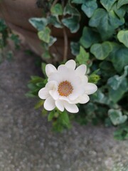 
A white flower with orange center