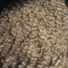 Owl feather, closeup photo of bird feather present a detail
