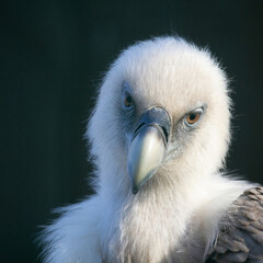 Simple Portrait of Griffon vulture