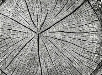 Fototapeta premium Cut wood texture 