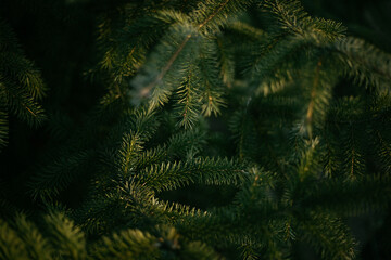 a pine tree, a Christmas tree, is illuminated by the rays of the setting sun