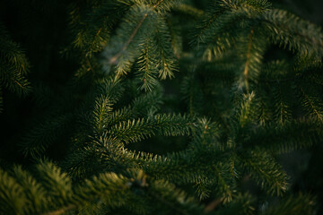 a pine tree, a Christmas tree, is illuminated by the rays of the setting sun