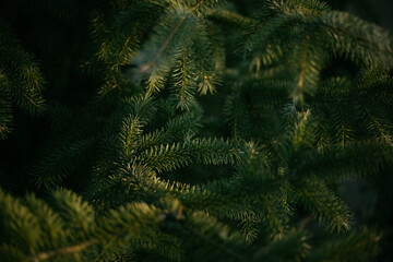 a pine tree, a Christmas tree, is illuminated by the rays of the setting sun