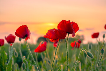 Beautiful bright flowers of red poppies at sunset. Floral landscape.