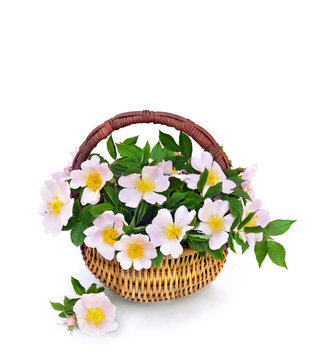 Pink flowers dog-rose ( Rosa canina ) in basket made of vines on white background with space for text. Top view, flat lay