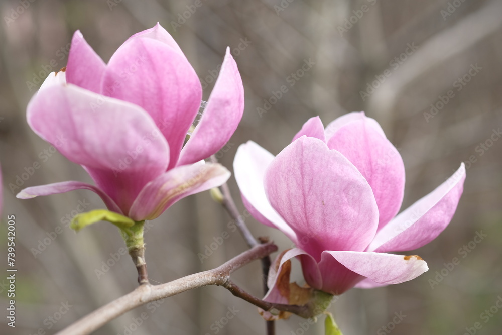 Wall mural Two purple magnolia flowers on the background of gray branches.