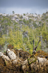 Immature or sub-adult bald eagle with wings spread for takeoff from a rock covered in seaweed,...