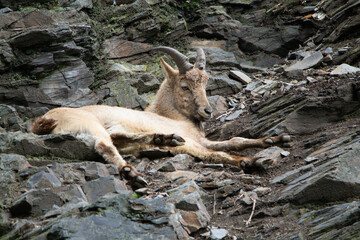 mountain goat on the rock a beautiful background