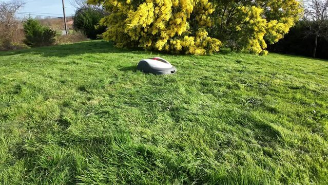 Robot tondeuse mimosa et jardin