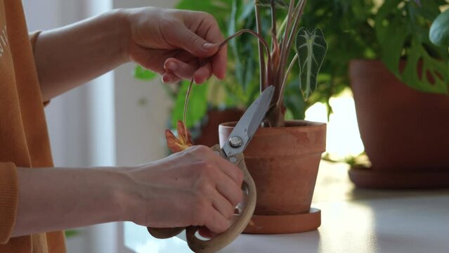Woman cuts withered yellow leaf of Alocasia Bambino plant closeup. Female inspecting, cutting with scissors dry leaf houseplant. Plant care.