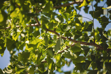 Ginkgo biloba green leaves on a tree. Natural foliage background. herbal and natural medicine. homoeopathy and immune system enhancement. soft blurred background. maidenhair tea. 