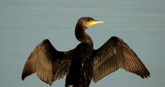 Great cormorants the Camargue, France.