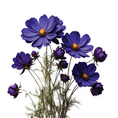 bouquet of indigo color Cosmos flowers
