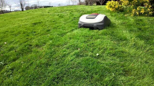 Robot tondeuse passe sous le mimosa