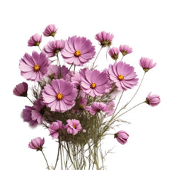 bouquet of lavender color Cosmos flowers