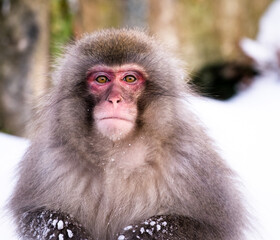 Snow monkey in Nagano Japan	
