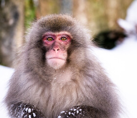 Fototapeta premium Snow monkey in Nagano Japan 