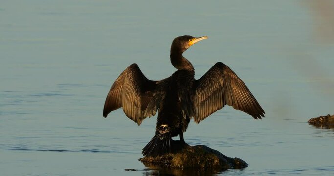 Great cormorants the Camargue, France.