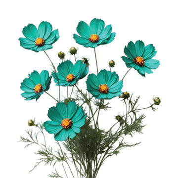 bouquet of green color Cosmos flower on white background
