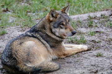 Eurasischer Wolf