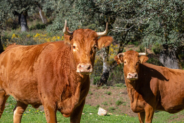 Pareja de terneras ibéricas pastando en un prado al sol con sus cabezas mirando a cámara