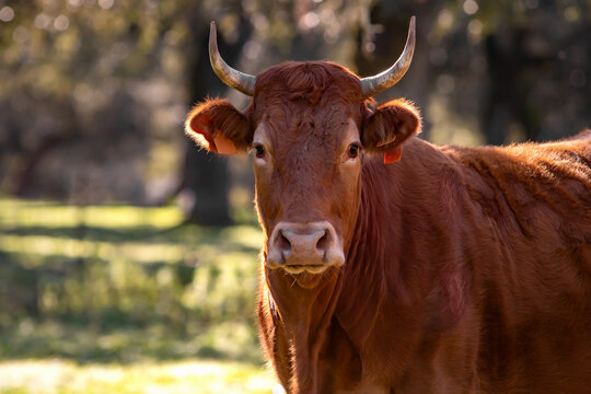 Retrato de una ternera ib&eacute;rica mirando a c&aacute;mara con un prado con alcornoques al fondo