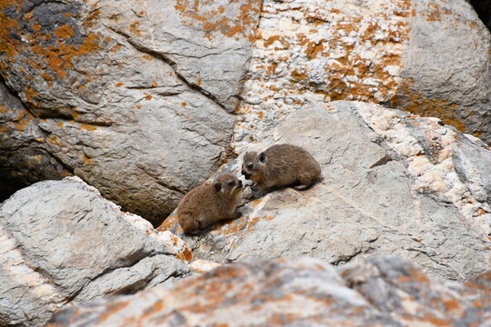 Rock hyrax / rabbit (Procavia capensis) in Tsitsikamma National Park | South Africa