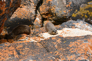 Rock hyrax / rabbit (Procavia capensis) in Tsitsikamma National Park | South Africa