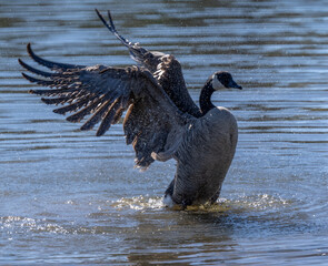 Canada Goose Flapping Wings