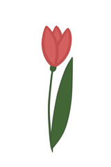Red tulip. Spring flower on transparent background. 