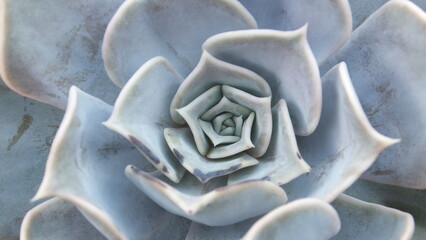 Echeveria Succulent Plant Close-up
