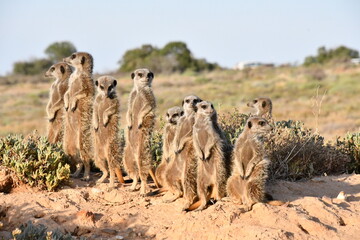 Meerkat Family in Oudtshoorn | South Africa