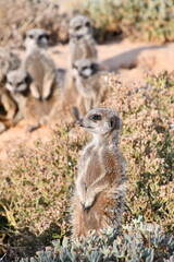 Meerkat Family in Oudtshoorn | South Africa