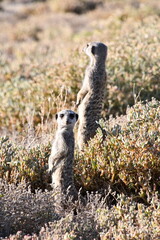 Meerkat Family in Oudtshoorn | South Africa