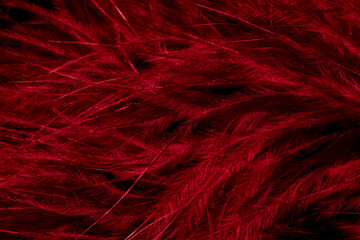 red litle feather macro foto